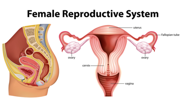 salud sexual y reproductiva